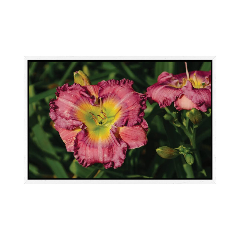 Daylily Garden IX by Bethany Young - Print on Canvas, White Framed, 66.04cm H x 101.6cm W x 3.81cm D