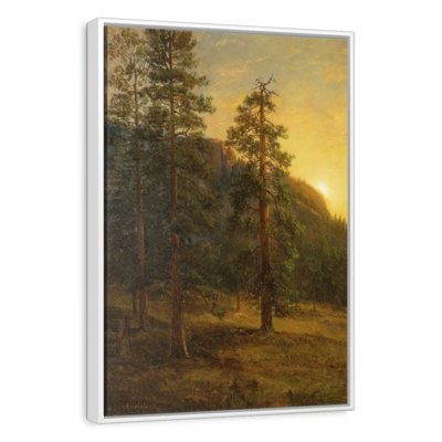 California Redwoods 1872