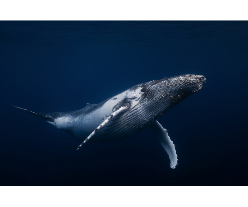 Wrapped Canvas Print, 50.8 cm H x 76.2 cm W