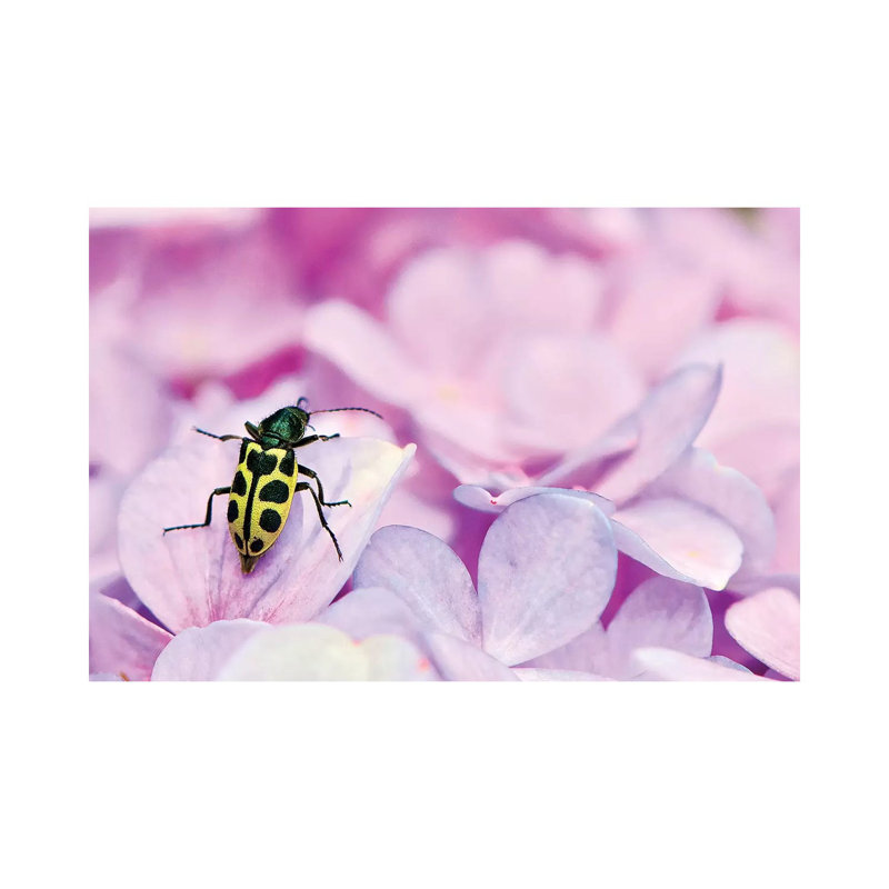 Bug by Glauco Meneghelli - Wrapped Canvas Print, 20.32cm H x 30.48cm W x 1.905cm D