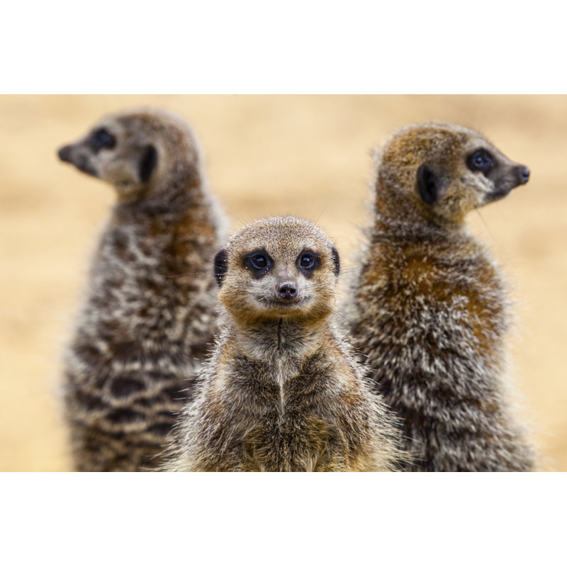 Meerkats - Wrapped Canvas Print, 61cm H x 91cm W x 3.8cm D