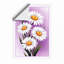 White Daisies, Golden Centers Botanical - Print-134337820-134337819