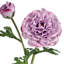 Ranunculus Clooney 19 po Just Cut -1336727398