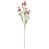 Rose est en rupture de stock