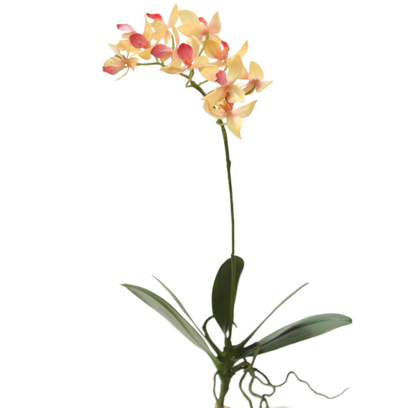 MINI PLANTES 14,5 "PHALAENOPSIS (ensemble de 12)