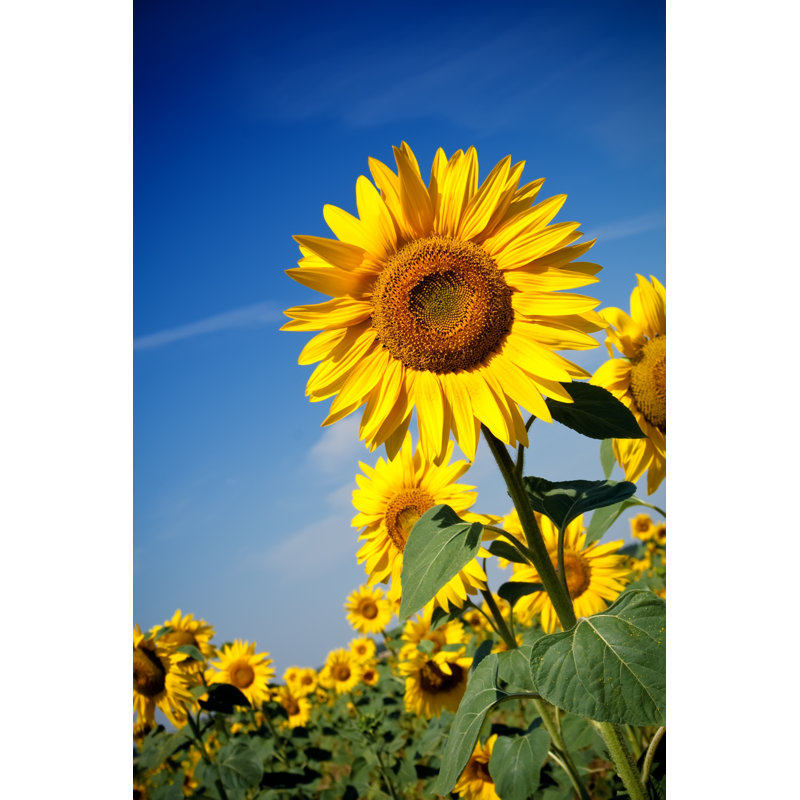 Field Of Sunflowers by Sankai - No Frame Art Prints on Canvas, 30cm H x 20cm W