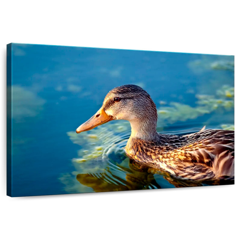 Canard colvert sur l'eau, H 24 po x l 36 po