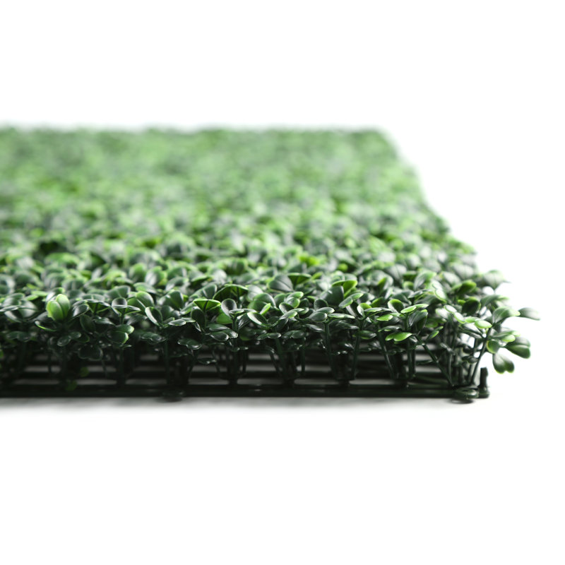Plante Dicha 40