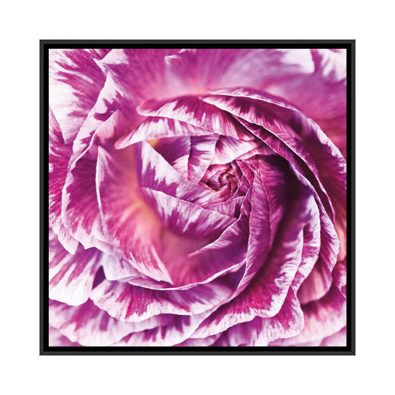 " Ranunculus Abstract IV " by Laura Marshall, 18" H x 18" W x 1.5" D, Black Framed Canvas, No Mat