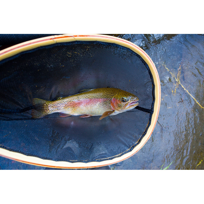 Redside Rainbow Trout - Wrapped Canvas Print, 30cm H x 46cm W