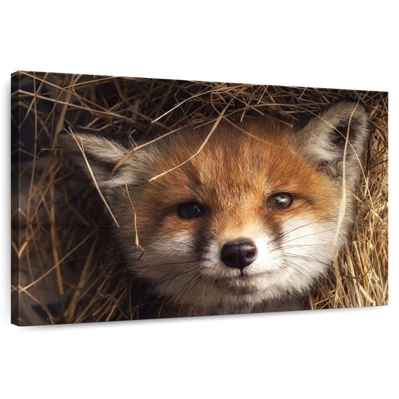 Renard coucou, H 8 po x l 12 po