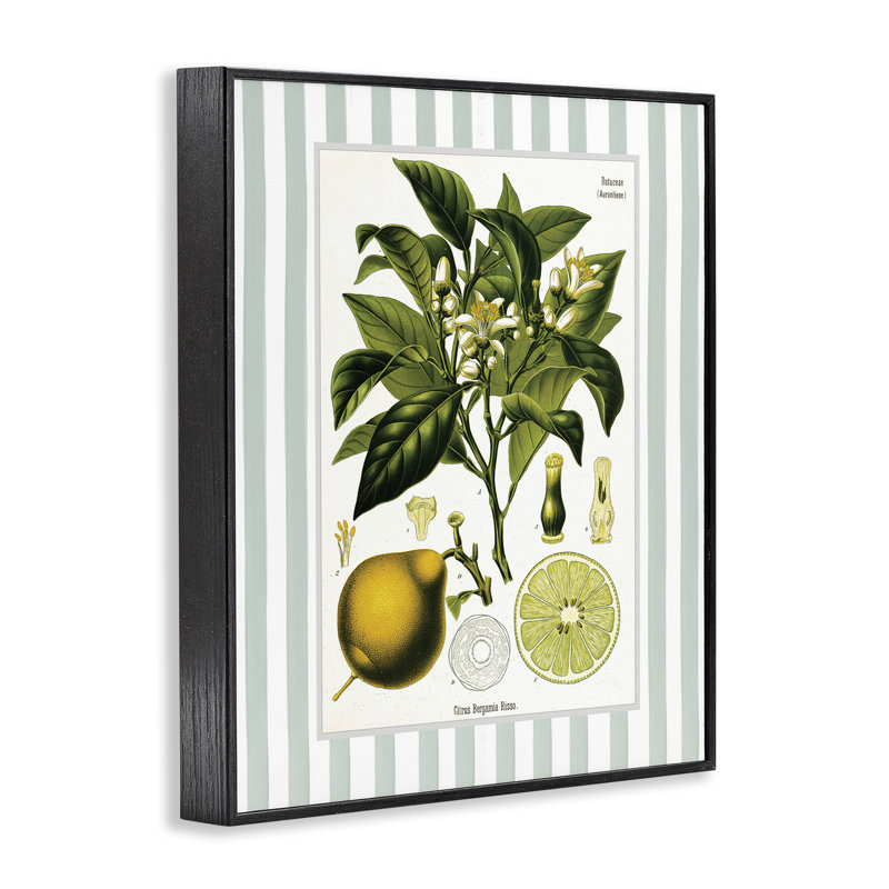 Giclée à rayures vertes Lemon Plant, par Lettred and Lined, Giclée encadrée noir minuit, H 30 po x l 24 po
