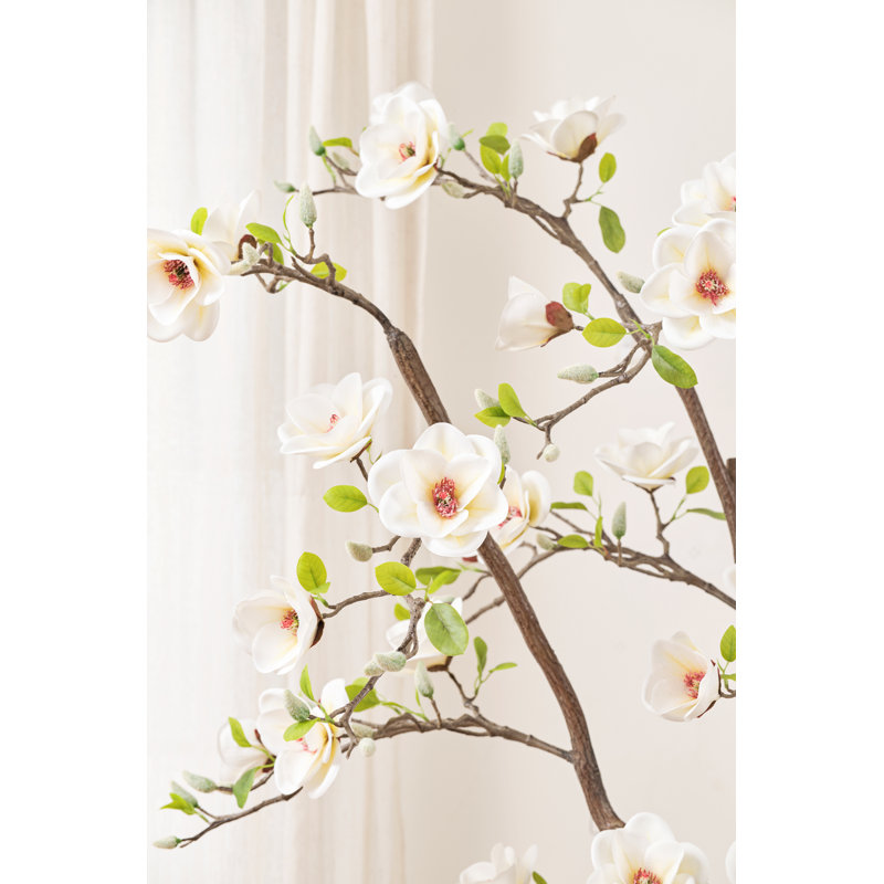 82" White Magnolia Flowering Tree in Pot