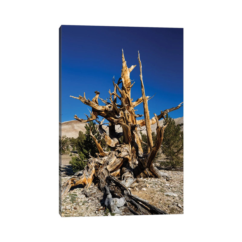 Ancient Bristlecone Pine Forest, White Mountains, Inyo County, California, USA V 1 Piece Wrapped Canvas Wall Art