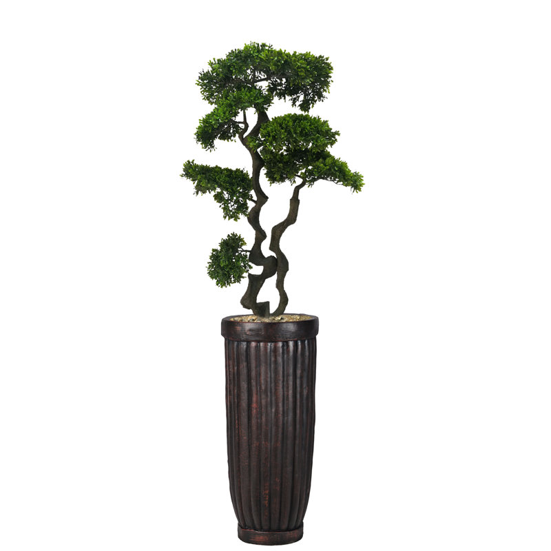 Panama Bonsai en pot