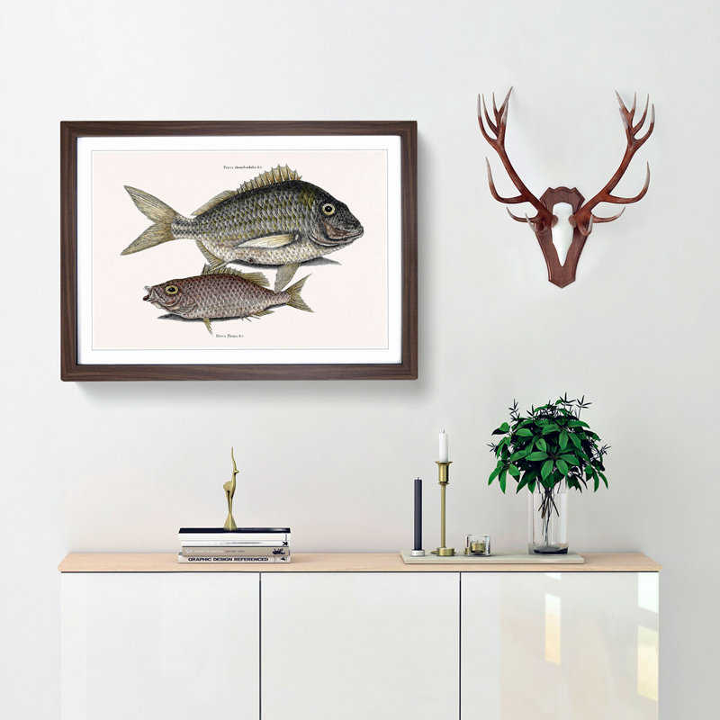 Pork Fish and Schoolmaster Fish by Mark Catesby - Picture Frame Painting Print, 48cm H x 65cm W x 2cm D, Walnut Framed