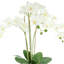 Arrangement floral orchidée en pot