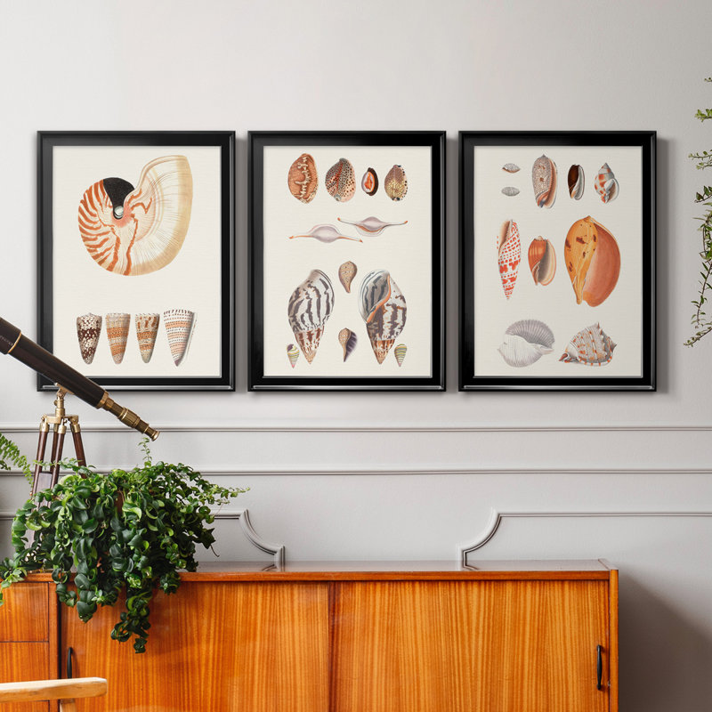 Collection de coquillages I - ensemble de 3 peintures sur toile encadrées, H 18,5 po x l 73,5 po x P 1,5 po, Cadre noir