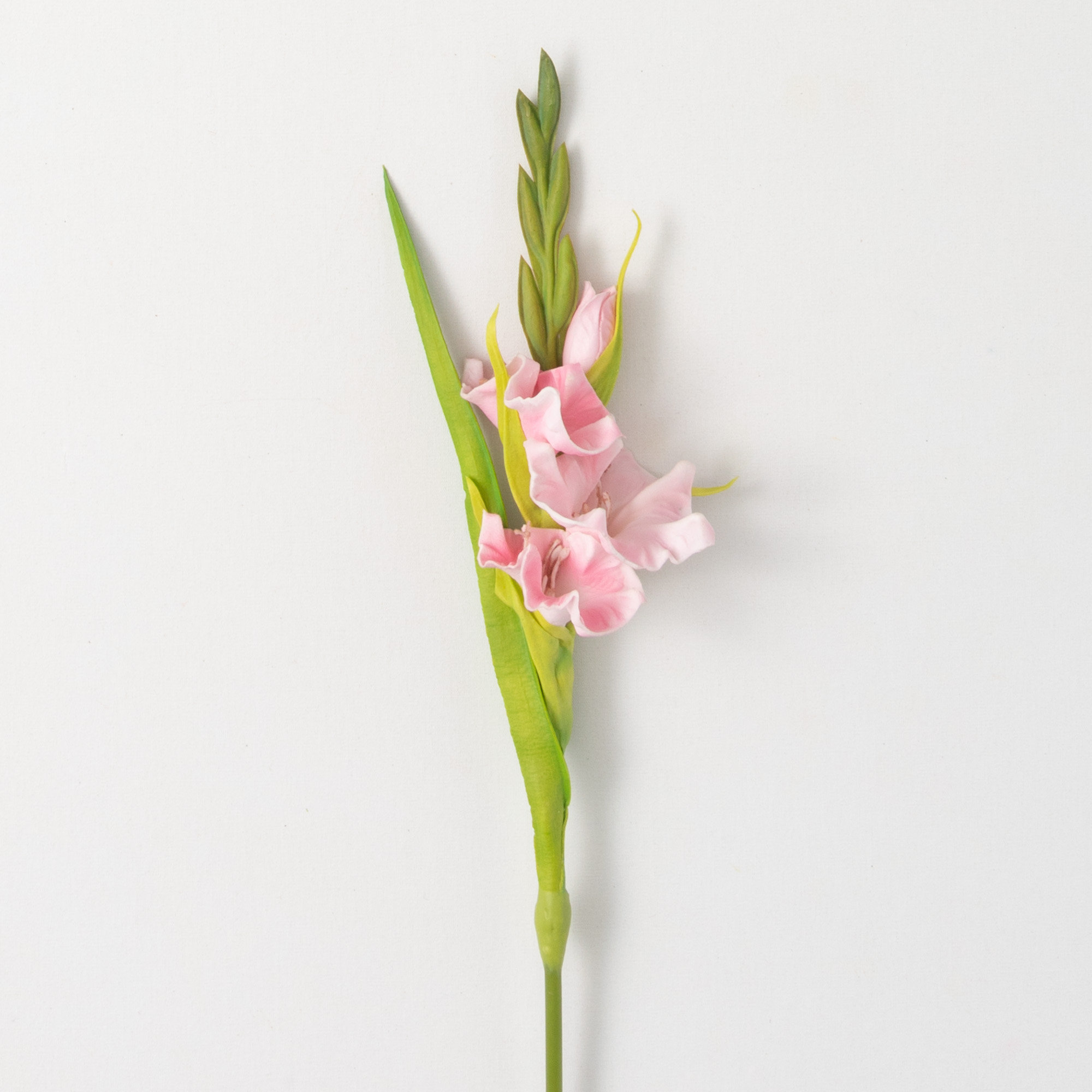 Lissa 21.5" Cheery Gladiola, Pink