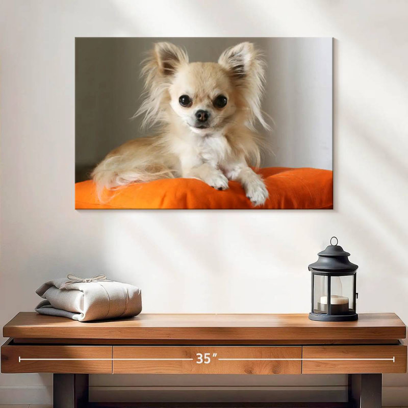 Chihuahua sur un coussin, H 16 po x l 24 po