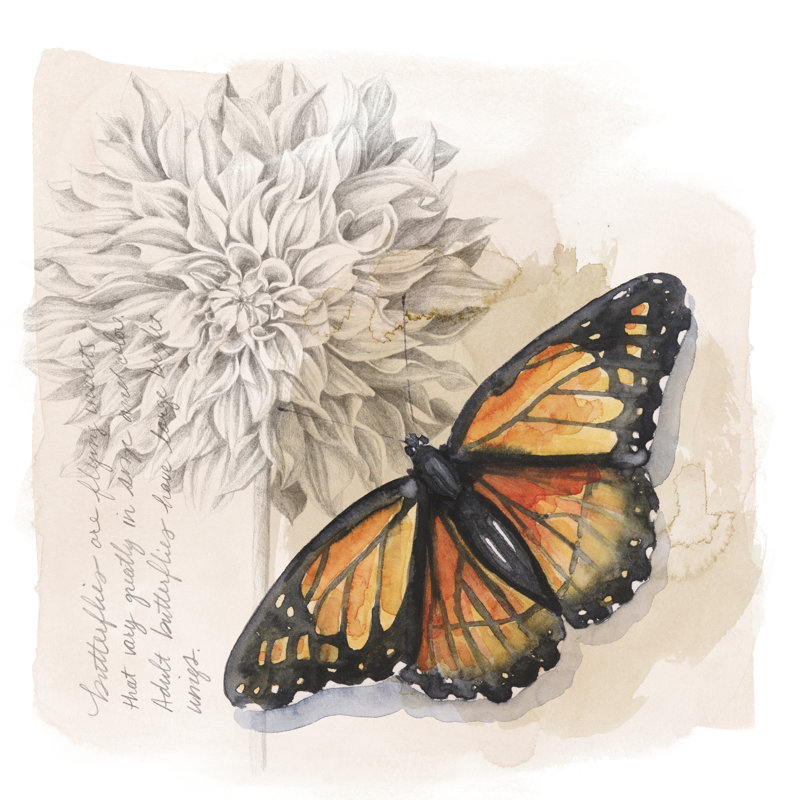 Shadow Box Butterfly I by Grace Popp - Wrapped Canvas Print, 51cm H x 51cm W