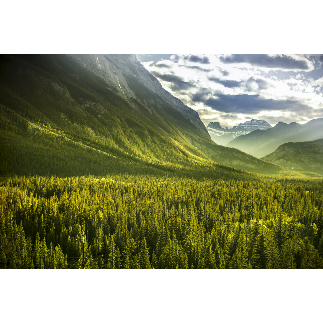 Rocky Mountain Forest von Pgiam - Leinwandbild