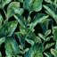 Gavazova Matte Mural-86713220