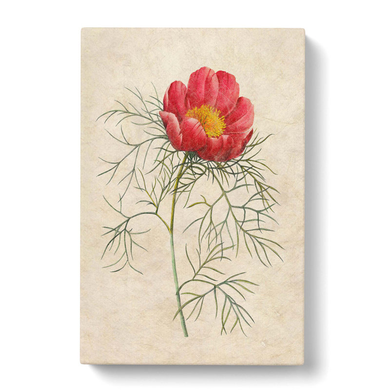 Peony Flower by Pierre-Joseph Redoute - Wrapped Canvas Print, 50cm H x 35cm W x 3cm D