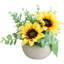 6 plantes