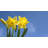 Daffodils by Flander - No Frame Print on Canvas-1415646322