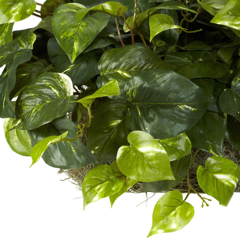 Pothos Ledge Plant Silk Plant