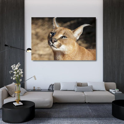 Latitude Run® Kaveney, Wendy Gallery Wrapped Canvas Art Titled: Namibia, Harnas Portrait of a caracal