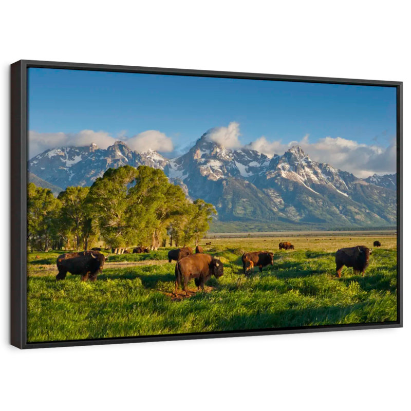 Animal «Grand Teton Pasturant Bisons», reproduction sur toile, H 9 po x l 13 po