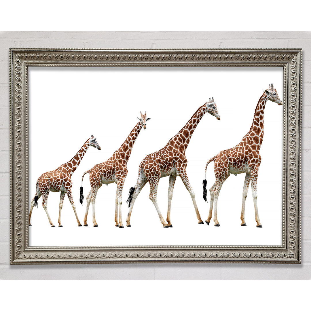 Giraffe Lineup Gerahmter Druck