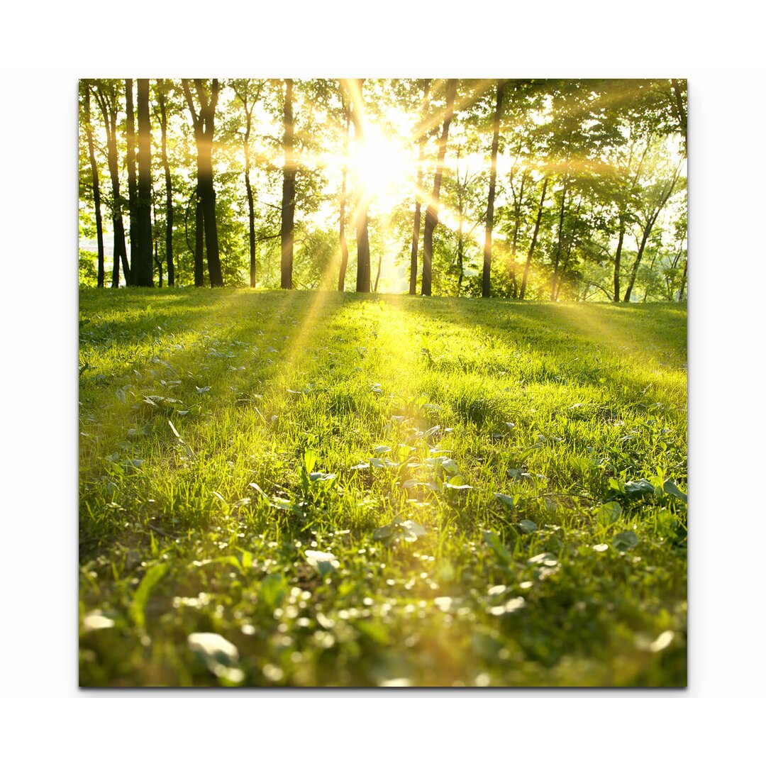 Leinwandbild Frühlingserwachen im Wald