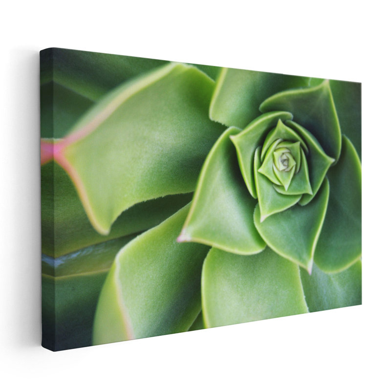 Gros plan, art mural succulent encadré, plante murale minimaliste, grand art mural floral sur toile pour le salon | Art mural succulent Echeveria