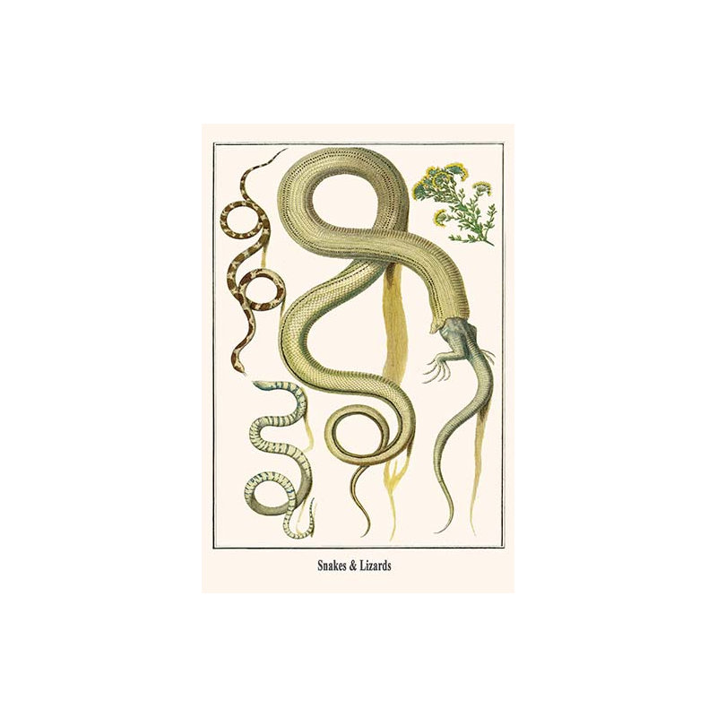 «Snakes and Lizards» par Albertus Seba, impression, H 42 po x l 28 po x P 1,5 po
