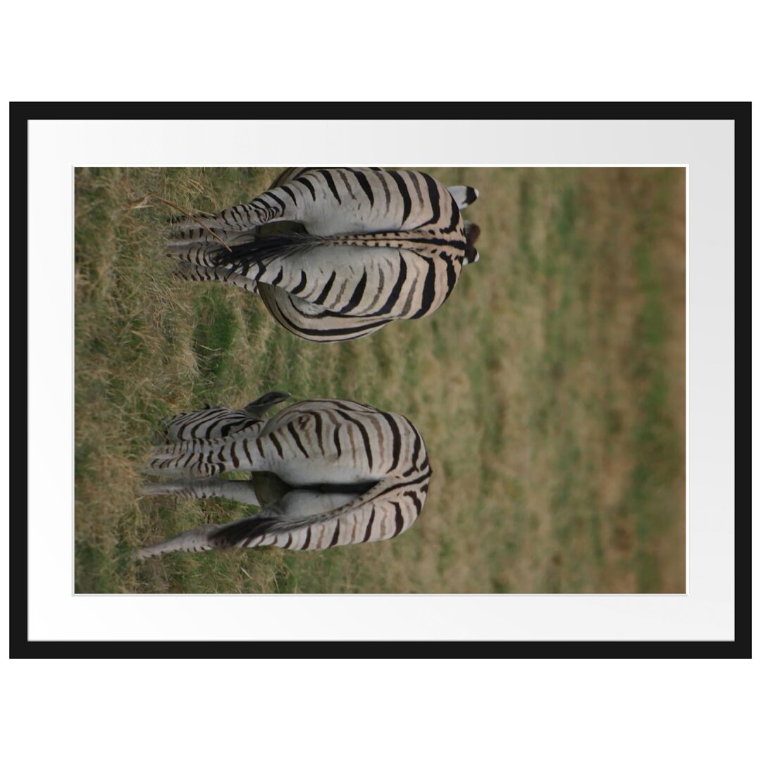 Gerahmtes Poster Zebras mit weißen Vögeln