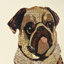 « my puggy », reproduction