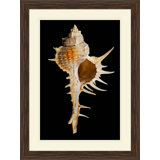 Large Shell 3 Print