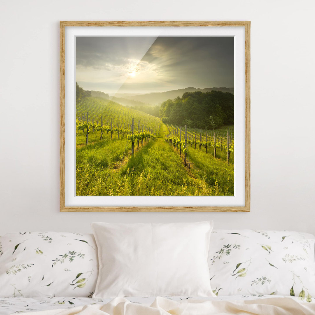 Gerahmtes Poster Vineyard Sunbeams