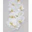 Green Phalaenopsis Orchid 33"-97239990-97239991