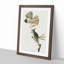 Great Crested Flycatcher Birds by John Audubon - Picture Frame Painting Print-55575416-55575417