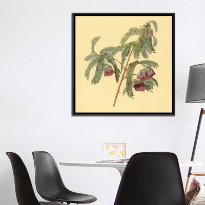 " Spaendoncea Tamarandifolia " by PI Collection