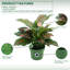 Faux rose et vert Dieffenbachia