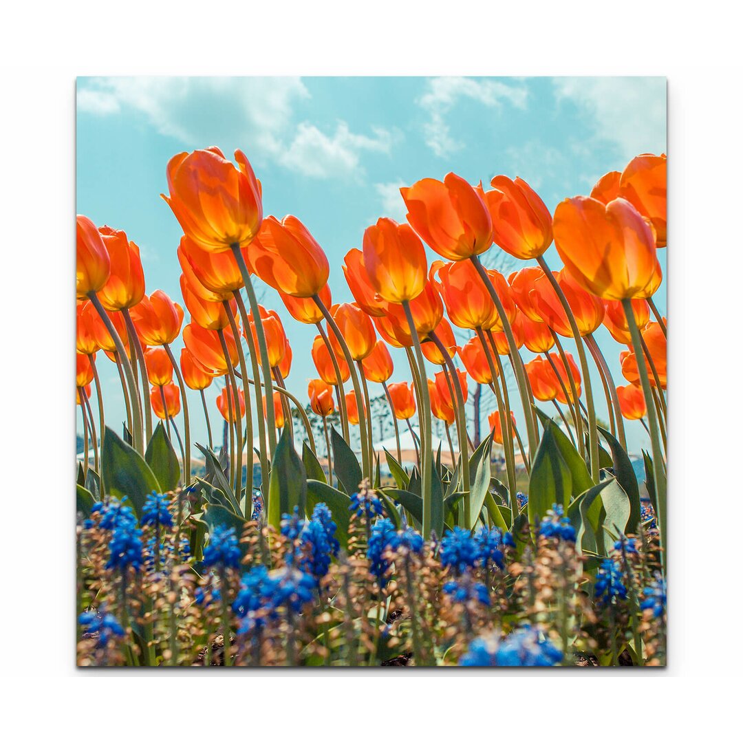 Leinwandbild Orange Tulpen mit Traubenhyazinthen