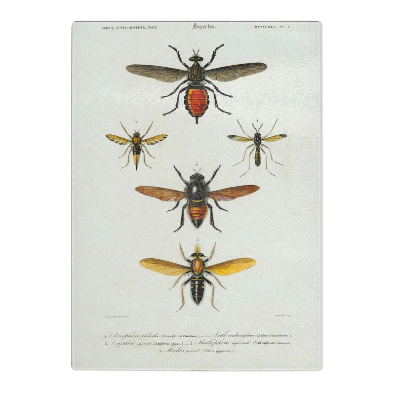 Tempered Glass Insect Illustrations PL. L by Charles D' Orbigny Chopping Board, 28.5 cm x 39 cm