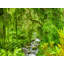 Tropical Jungle by Mark Paulda-71202726-132510949