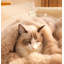 Tapis pour chat Cat-99189477