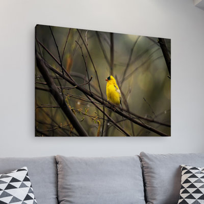 Reproduction de photo sur toile Natchez «Golden Finch» par Lois Bryan